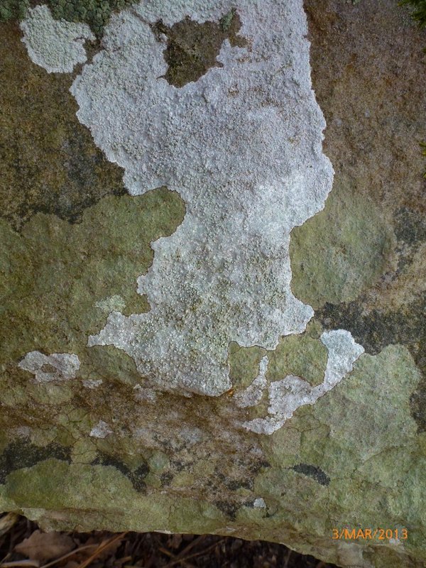 Lichens forestiers 3.3.2013 069